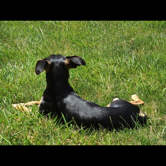 Meet your Posher, Dana - Picture 1 of 1